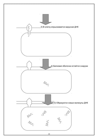 3) В клетку впрыскивается вирусная ДНК
4) Белковая оболочка остаётся снаружи
5) Образуются новые молекулы ДНК
20
 