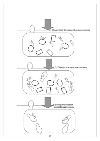 6) Образуются белковые оболочки вирусов
7) Образуются вирусные частицы
8) Бактерия лопается,
высвобождая вирусы
21
 