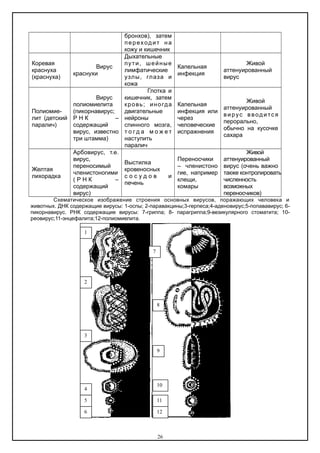 бронхов), затем
переходит на
кожу и кишечник
Коревая
краснуха
(краснуха)
Вирус
краснухи
Дыхательные
пути, шейные
лимфатические
узлы, глаза и
кожа
Капельная
инфекция
Живой
аттенуированный
вирус
Полиомие-
лит (детский
паралич)
Вирус
полиомиелита
(пикорнавирус;
Р Н К –
содержащий
вирус, известно
три штамма)
Глотка и
кишечник, затем
кровь; иногда
двигательные
нейроны
спинного мозга,
т о г д а м о ж е т
наступить
паралич
Капельная
инфекция или
через
человеческие
испражнения
Живой
аттенуированный
вирус вводится
перорально,
обычно на кусочке
сахара
Желтая
лихорадка
Арбовирус, т.е.
вирус,
переносимый
членистоногими
( Р Н К –
содержащий
вирус)
Выстилка
кровеносных
с о с у д о в и
печень
Переносчики
– членистоно
гие, например
клещи,
комары
Живой
аттенуированный
вирус (очень важно
также контролировать
численность
возможных
переносчиков)
Схематическое изображение строения основных вирусов, поражающих человека и
животных. ДНК содержащие вирусы: 1-оспы; 2-паравакцины;3-герпеса;4-аденовирус;5-попававирус; 6-
пикорнавирус. РНК содержащие вирусы: 7-гриппа; 8- парагриппа;9-везикулярного стоматита; 10-
реовирус;11-энцефалита;12-полиомиелита.
26
1
2
3
4
3
5
6
7
8
9
10
11
12
 