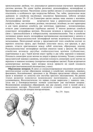 происхождению двойная, что доказывается сравнительным изучением проводящей
системы венчика. По длине трубки различают долихоморфные, мезоморфные и
брахиморфные венчики. Увеличение длины трубки связано со специализированным
опылением, в особенности при посредства бабочек. Так, табак, тропические виды
дурманов из семейства паслёновых опыляются бражниками, хоботок которых
достигает длины 20—25 см .Симметрия цветка связана чаще именно с венчиком.
Актиноморфные венчики встречаются чаще у сравнительно примитивных
семейств, таких, как лютиковые, розовые, гвоздичные, лилейные, но они характерны
и для таких развитых семейств, как зонтичные, мареновые , колокольчиковые,
отчасти даже сложноцветные (трубчатые цветки). У многих развитых семейств
существуют зигоморфные венчики. Последние возникли в процессе эволюции в
связи с приспособлением к избирательному насекомоопылению. Уже в семействе
лютиковых можно видеть зигоморфные венчиковидные околоцветники у аконита и
живокости. Раздельнолепестной зигоморфный венчик встречается у большинства
мотыльковых. Пятичленный венчик у представителей этого семейства состоит из
верхнего лепестка—флага, двух боковых лепестков—весел, или крыльев, и двух
нижних, отчасти срастающихся между собой лепестков, образующих лодочку.
Раздельнолепестные зигоморфные венчики имеются также у фиалок. Во многих
семействах возникли двугубые спайнолепестные венчики (губоцветные,
норичниковые и др.). Такой венчик имеет трубку и две губы: верхнюю и нижнюю.
Плоскость симметрии делит венчик на левую и правую половину. Только у немногих
представителей маковых (дымянка, хохлатка) плоскость симметрии делит венчик на
верхнюю и нижнюю половину (поперечно-зигоморфныс цветки). Редко встречаются
асимметричные венчики, через которые нельзя провести ни одной плоскости
симметрии (венчиковидный околоцветник у канн).
Образование шпорцев. В связи со специализированным опылением находятся и
многочисленные случаи образования шпорцев в семействах лютиковых, маковых,
фиалковых, бальзаминовых, орхидных и др. Шпорец представляет обычно полый
орган и возникает из лепестка или листочка простого околоцветника. На ранних
этапах развития появляется мешковидное выпячивание, в дальнейшем
удлиняющееся. Филогенетически эта первая стадия закреплена у львиного зева ,
тогда как у близкородственных льнянок существуют уже настоящие шпорцы .
Возникновение шпорцевых образований, как уже сказано, стоит в тесной связи с
выделением нектара. Последний отделяется стенкой самого шпорца или
находящимися внутри шпорца нектар-ничками.
. Рис. 278 Борец
 