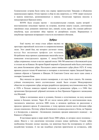 Галапагосские острова были взяты под охрану правительством Эквадора и объявлены
национальным парком. Отлов черепах и сбор их яиц запретили, а с 1970г запрет коснулся
и вывоза животных, размножившихся в неволе. Гигантская черепаха внесена в
международную Красную книгу.
В1959г была создана научно – исследовательская станция, задача которой –
восстановление популяции черепах на островах, включая защиту кладок, уничтожение
завезённых сюда домашних животных (коз, свиней, ослов, крыс). На станции работает
инкубатор, куда доставляют яйца черепах из разорённых кладок. Выращенных в
инкубаторе черепашек возвращают в места их постоянного обитания.
Зубры
Ещё тысячу лет назад стада зубров паслись на
просторах европейской лесостепи и в широколиственных
лесах. Этот дикий бык, вес которого достигает тонны,
всегда был желанным трофеем для человека.
Истребление вида приняло угрожающие масштабы после
появления огнестрельного оружия. С конца XVIIIв.
зубры сохранялись только в местах царской охоты: 500-700 животных в Беловежской пуще
и столько же на Кавказе. Во время Первой мировой и Гражданской войн были уничтожены
все дикие беловежские зубры. Последнего дикого кавказского зубра убили 1927г. К этому
времени уцелело только 48 животных в зоопарках и охотничьих парках Западной Европы,
главным образом в Германии и Швеции. В Советском Союзе жил всего один самец в
зоопарке Аскания-Нова.
Вид оказался на грани полного вымирания, и его надо было спасать. На помощь
учёным откликнулось много состоятельных людей. Было создано Международное
общество по сохранению зубра, которое разработало программу восстановления вида. Уже
в 1929г в Польше появился первый питомник по разведению зубров, а в 1948г был
организован Центральный зубровый питомник на базе Приокско-Террасного заповедника
под Москвой.
Зубры в питомниках жили в условиях, близких к естественным: на полу вольном
выпасе в больших загонах. Через 40 лет после начала работ по восстановлению вида,
численность животных достигла 2000 голов, и возникла проблема их расселения в
пределах прежнего ареала. К сожалению, к этому времени многие места обитания зубра
сильно изменились. Поэтому зубров беловежского подвида расселили в Литве, на Украине
и в Белоруссии, а кавказко - беловежских (имевших предков кавказского подвида) – на
Кавказе и в Карпатах.
В настоящее время в мире живёт более 3000 зубров, из которых около половины –
дикие. Вместе с тем увеличение поголовья создало новые проблемы. Стадам зубра
необходимы большие лесные массивы, где животные были бы изолированы от любого
воздействия человека. А так как подобных участков практически не оставалось, зубр
 