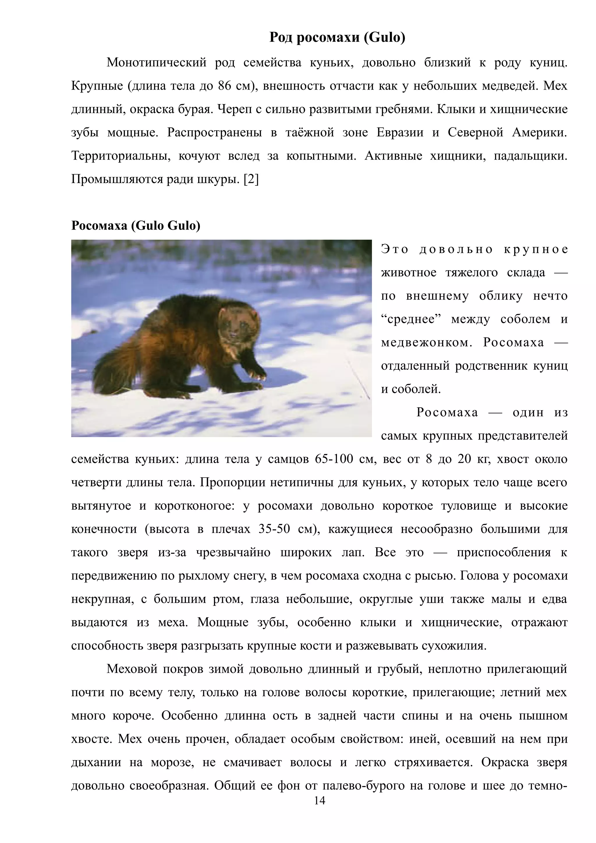 Род росомахи (Gulo)
Монотипический род семейства куньих, довольно близкий к роду куниц.
Крупные (длина тела до 86 см), внешность отчасти как у небольших медведей. Мех
длинный, окраска бурая. Череп с сильно развитыми гребнями. Клыки и хищнические
зубы мощные. Распространены в таёжной зоне Евразии и Северной Америки.
Территориальны, кочуют вслед за копытными. Активные хищники, падальщики.
Промышляются ради шкуры. [2]
Росомаха (Gulo Gulo)
Э т о д о в о л ь н о к р у п н о е
животное тяжелого склада —
по внешнему облику нечто
“среднее” между соболем и
медвежонком. Росомаха —
отдаленный родственник куниц
и соболей.
Росомаха — один из
самых крупных представителей
семейства куньих: длина тела у самцов 65-100 см, вес от 8 до 20 кг, хвост около
четверти длины тела. Пропорции нетипичны для куньих, у которых тело чаще всего
вытянутое и коротконогое: у росомахи довольно короткое туловище и высокие
конечности (высота в плечах 35-50 см), кажущиеся несообразно большими для
такого зверя из-за чрезвычайно широких лап. Все это — приспособления к
передвижению по рыхлому снегу, в чем росомаха сходна с рысью. Голова у росомахи
некрупная, с большим ртом, глаза небольшие, округлые уши также малы и едва
выдаются из меха. Мощные зубы, особенно клыки и хищнические, отражают
способность зверя разгрызать крупные кости и разжевывать сухожилия.
Меховой покров зимой довольно длинный и грубый, неплотно прилегающий
почти по всему телу, только на голове волосы короткие, прилегающие; летний мех
много короче. Особенно длинна ость в задней части спины и на очень пышном
хвосте. Мех очень прочен, обладает особым свойством: иней, осевший на нем при
дыхании на морозе, не смачивает волосы и легко стряхивается. Окраска зверя
довольно своеобразная. Общий ее фон от палево-бурого на голове и шее до темно-
14
 