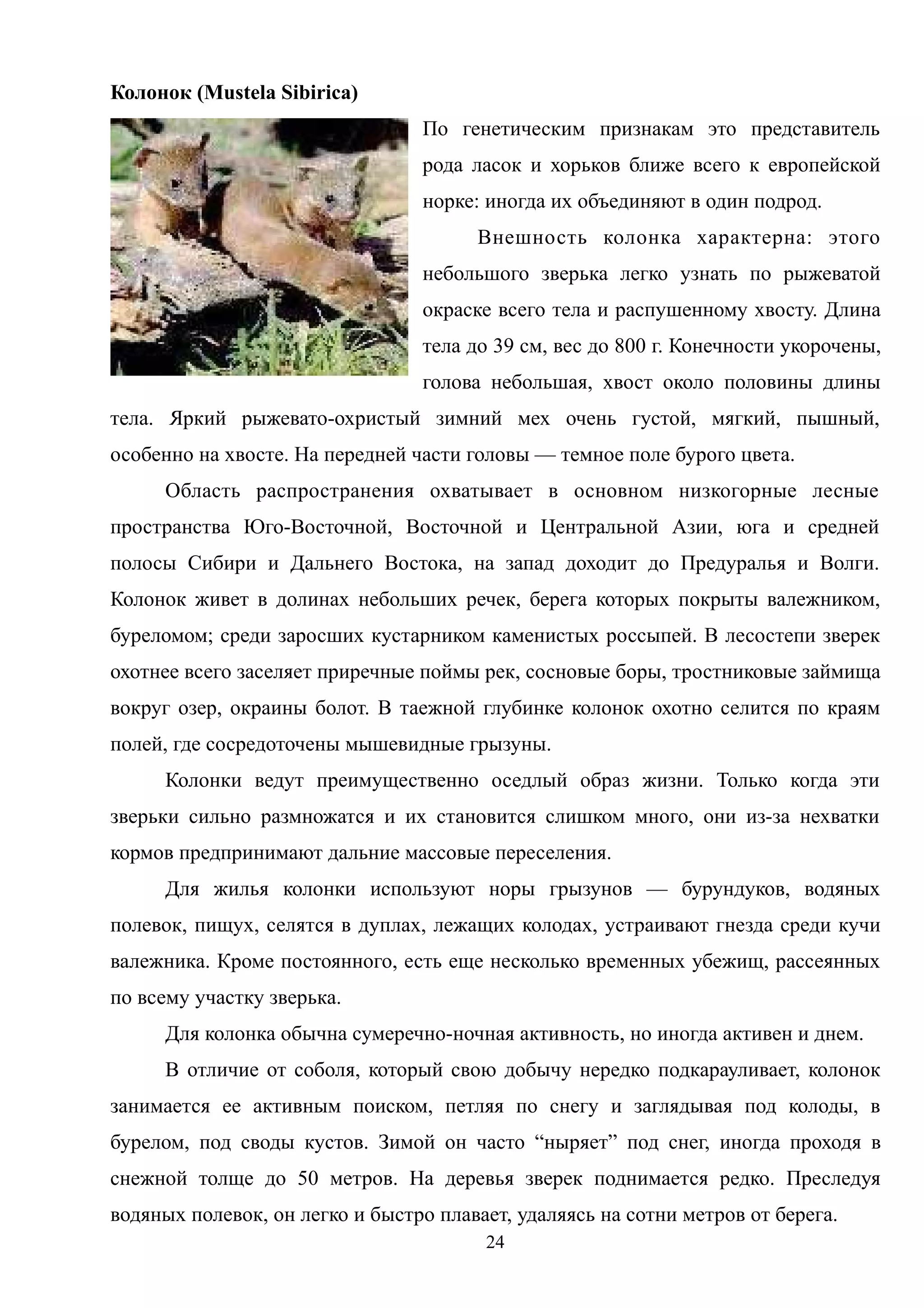 Колонок (Mustela Sibirica)
По генетическим признакам это представитель
рода ласок и хорьков ближе всего к европейской
норке: иногда их объединяют в один подрод.
Внешность колонка характерна: этого
небольшого зверька легко узнать по рыжеватой
окраске всего тела и распушенному хвосту. Длина
тела до 39 см, вес до 800 г. Конечности укорочены,
голова небольшая, хвост около половины длины
тела. Яркий рыжевато-охристый зимний мех очень густой, мягкий, пышный,
особенно на хвосте. На передней части головы — темное поле бурого цвета.
Область распространения охватывает в основном низкогорные лесные
пространства Юго-Восточной, Восточной и Центральной Азии, юга и средней
полосы Сибири и Дальнего Востока, на запад доходит до Предуралья и Волги.
Колонок живет в долинах небольших речек, берега которых покрыты валежником,
буреломом; среди заросших кустарником каменистых россыпей. В лесостепи зверек
охотнее всего заселяет приречные поймы рек, сосновые боры, тростниковые займища
вокруг озер, окраины болот. В таежной глубинке колонок охотно селится по краям
полей, где сосредоточены мышевидные грызуны.
Колонки ведут преимущественно оседлый образ жизни. Только когда эти
зверьки сильно размножатся и их становится слишком много, они из-за нехватки
кормов предпринимают дальние массовые переселения.
Для жилья колонки используют норы грызунов — бурундуков, водяных
полевок, пищух, селятся в дуплах, лежащих колодах, устраивают гнезда среди кучи
валежника. Кроме постоянного, есть еще несколько временных убежищ, рассеянных
по всему участку зверька.
Для колонка обычна сумеречно-ночная активность, но иногда активен и днем.
В отличие от соболя, который свою добычу нередко подкарауливает, колонок
занимается ее активным поиском, петляя по снегу и заглядывая под колоды, в
бурелом, под своды кустов. Зимой он часто “ныряет” под снег, иногда проходя в
снежной толще до 50 метров. На деревья зверек поднимается редко. Преследуя
водяных полевок, он легко и быстро плавает, удаляясь на сотни метров от берега.
24
 