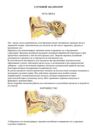 СЛУХОВОЙ АНАЛИЗАТОР
ПУТЬ ЗВУКА
Ухо - орган слуха и равновесия, в его функции входит восприятие звуковых волн и
движений головы. Анатомически ухо делится на три части: наружное, среднее и
внутреннее ухо.
Наружное ухо концентрирует звуковые волны и проводит их к внутренним
структурам. Звуковые колебания вызывают колебания барабанной перепонки и трех
крошечных связанных с ней костей (среднее ухо). Энергия звуковых колебаний
усиливается в среднем ухе и передается во внутреннее ухо.
В плотной кости внутреннего уха находятся два чрезвычайно чувствительных
образования: улитка, собственно орган слуха, и вставленный в нее перепончатый
лабиринт - один из источников нервных сигналов в центральной нервной системе,
благодаря которым поддерживается равновесие тела.
В улитке находятся тысячи крошечных похожих на волосы ячеек, которые соединeны с
волокнами слухового нервa. Под действием звуковых волн ячейки улитки
вырабатывают электрохимические сигналы, которые направляются через
акустический нерв к головному мозгу. Мозг принимает нервные импульсы и
формирует звуковой образ.
Более подробно механизм работы уха описывается в дальнейших разделах о каждой из
его частей.
НАРУЖНЕЕ УХО
1) Наружное ухо концентрирует звуковые колебания и направляет их в наружное
слуховое отверстие.
 