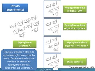 www.valorp.com
Depleção em
vitamina A
Repleção em dieta
regional - AM
Repleção em dieta
regional + pupunha
Repleção em dieta
regional + vitamina A
Dieta controle
Yuyama e Cozzolino, 1996
Estudo
Experimental
Objetivo: estudar o efeito da
suplementação com pupunha
(como fonte de vitamina A) e
verificar os efeitos na
repleção de animais
deficientes em vitamina A.
 