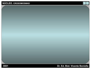 NÚCLEO.NÚCLEO. CROSOMOSMASCROSOMOSMAS
Dr. Ed. Biol. Vicente BonielloDr. Ed. Biol. Vicente Boniello
 
00010001
 
