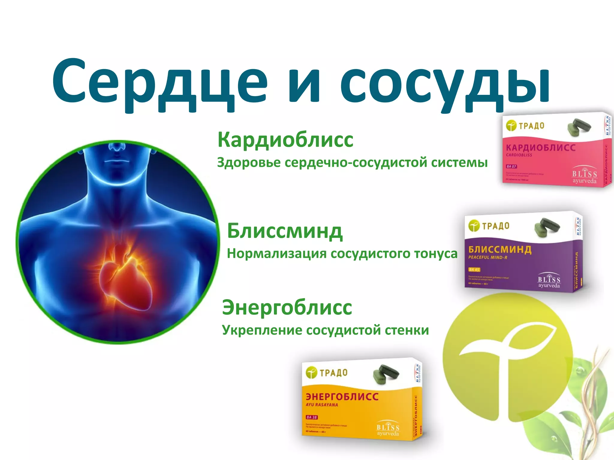 Сердце и сосуды
Кардиоблисс
Здоровье сердечно-сосудистой системы
Блиссминд
Нормализация сосудистого тонуса
Энергоблисс
Укрепление сосудистой стенки
 