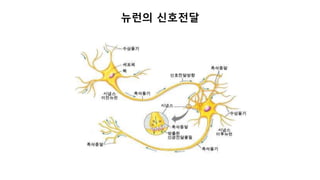 뉴런의 신호전달
 