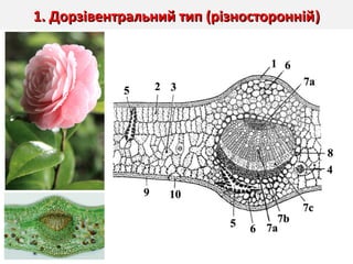 1. Дорзівентральний тип (різносторонній1. Дорзівентральний тип (різносторонній))
 