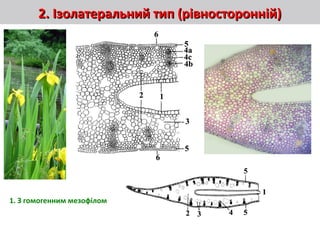 22. Ізолатеральний тип (рівносторонній). Ізолатеральний тип (рівносторонній)
1. З гомогенним мезофілом
 