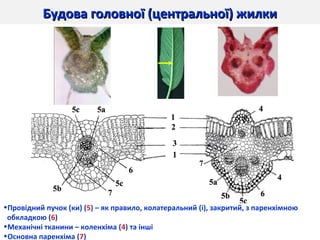 Будова головної (центральної) жилкиБудова головної (центральної) жилки
•Провідний пучок (ки) (5) – як правило, колатеральний (і), закритий, з паренхімною
обкладкою (6)
•Механічні тканини – коленхіма (4) та інші
•Основна паренхіма (7)
 