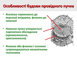 Особливості будови провідного пучкаОсобливості будови провідного пучка
• Ксилема спрямована до
верхньої епідерми, флоема-до
нижньої
• Навколо пучка утворюється
паренхімна обкладинка
(крохмалоносна,
кристалоносна)
• Флоема або флоема і ксилема
супроводжуються механічними
тканинами
 