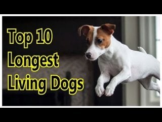 Top 10 longest living dogs ♦ pictures of dogs ♦ dog breeds