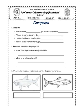 1. Completa:
Son animales ______________ que nacen y viven en el __________
Tienen el cuerpo cubierto de _________________________
Toman el oxígeno a través de las ______________________
Poseen en su interior una vejiga _______________________
2. Responde las siguientes preguntas.
¿Qué tipo de peces viven en agua dulces?
¿Qué es la vejiga natatoria?
3. Observa las imágenes y escribe a que tipo de peces pertenecen.
ÁREA: C.A. NIVEL: PRIMARIA GRADO: 3º FECHA: 22/11/16
INSTITUCIÓN EDUCATIVA PRIVADA
GUÍA N°