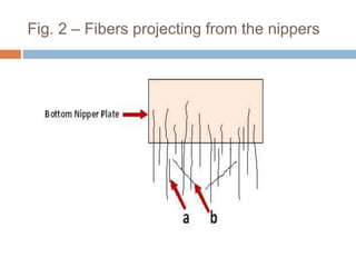 Fig. 2 – Fibers projecting from the nippers
 