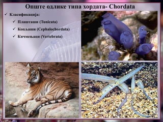 Опште одлике типа хордата- Chordata
 Класификација:
 Плашташи (Tunicata)
 Копљаши (Cephalochordata)
 Кичмењаци (Vertebrata)
 