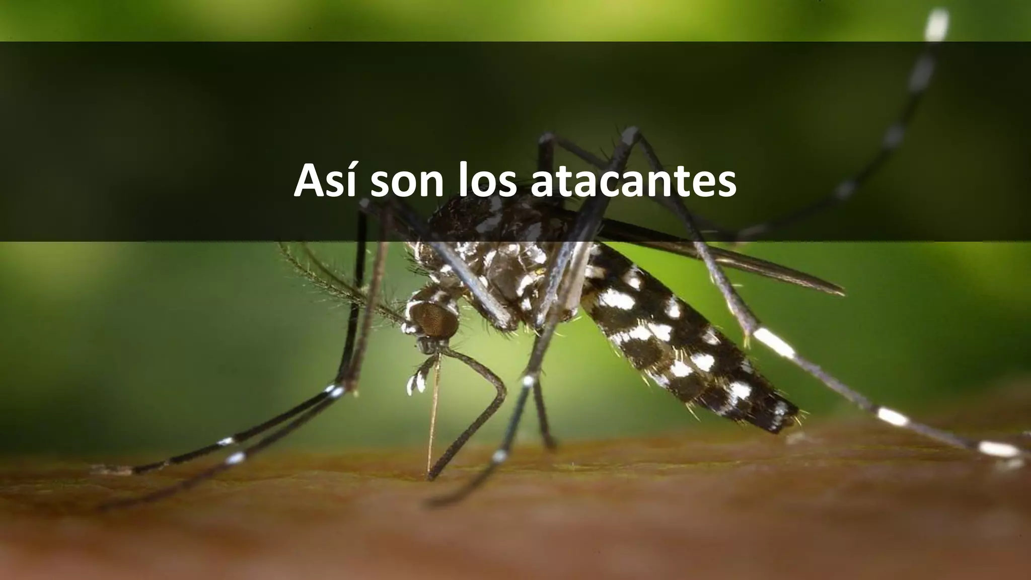 Así son los atacantes
 