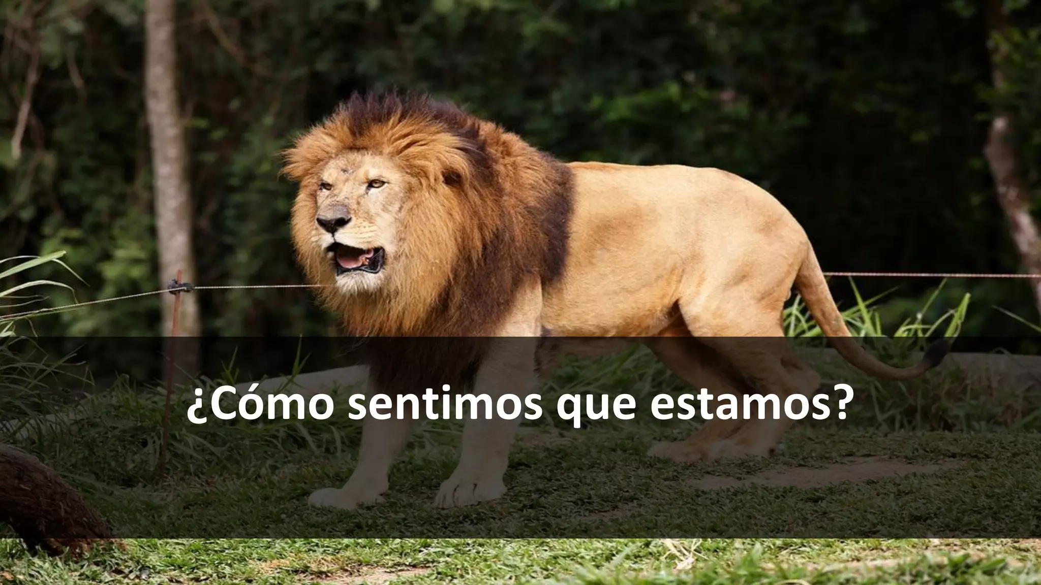 ¿Cómo sentimos que estamos?
 