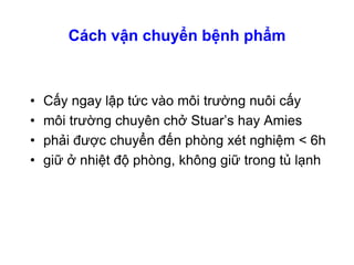 Cách vận chuyển bệnh phẩm
• Cấy ngay lập tức vào môi trường nuôi cấy
• môi trường chuyên chở Stuar’s hay Amies
• phải được chuyển đến phòng xét nghiệm < 6h
• giữ ở nhiệt độ phòng, không giữ trong tủ lạnh
 