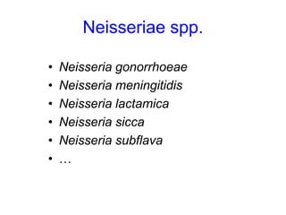 Neisseriae spp.
• Neisseria gonorrhoeae
• Neisseria meningitidis
• Neisseria lactamica
• Neisseria sicca
• Neisseria subflava
• …
 