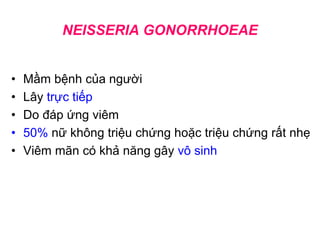 NEISSERIA GONORRHOEAE
• Mầm bệnh của người
• Lây trực tiếp
• Do đáp ứng viêm
• 50% nữ không triệu chứng hoặc triệu chứng rất nhẹ
• Viêm mãn có khả năng gây vô sinh
 