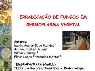 Autores:
Marta Aguiar Sabo Mendes¹
Arailde Fontes Urben²
Vilmar Gonzaga²
Flávia Lopes Fernandes Mattos²
¹EMBRAPA/MAPA (Cedida)
²Embrapa Recursos Genéticos e Biotecnologia
ERRADICAÇÃO DE FUNGOS EM
GERMOPLASMA VEGETAL
 