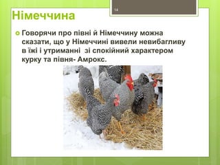 Німеччина
 Говорячи про півні й Німеччину можна
сказати, що у Німеччині вивели невибагливу
в їжі і утриманні зі спокійний характером
курку та півня- Амрокс.
14
 
