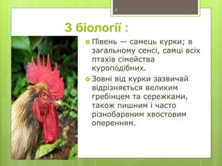 З біології :
 Пі́вень — самець курки; в
загальному сенсі, самці всіх
птахів сімейства
куроподібних.
 Зовні від курки зазвичай
відрізняється великим
гребінцем та сережками,
також пишним і часто
різнобарвним хвостовим
оперенням.
2
 