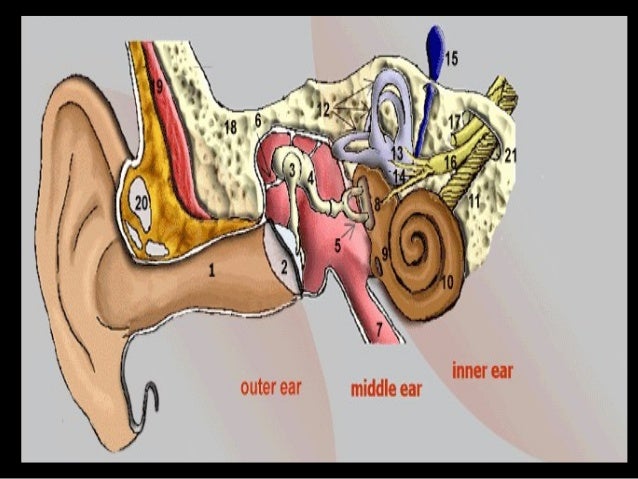1. anatomy of ear and mastoid