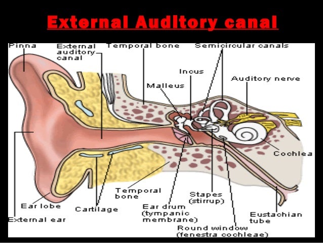 1. anatomy of ear and mastoid