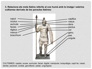 3. Relaciona els mots llatins referits al cos humà amb la imatge i esbrina
cultismes derivats de les paraules llatines:
caput
oculus
auricula
facies
digitus
manus
bracchium
capillus
nasus
dens
pectus
cor
genu
pes
ungula
CULTISMES: capital, ocular, auricular, facial, digital, manipular, braquiàlgia, capil·lar, nasal,
dental, pectoral, cordial, genuflexió, pedal, ungulígrad.
 