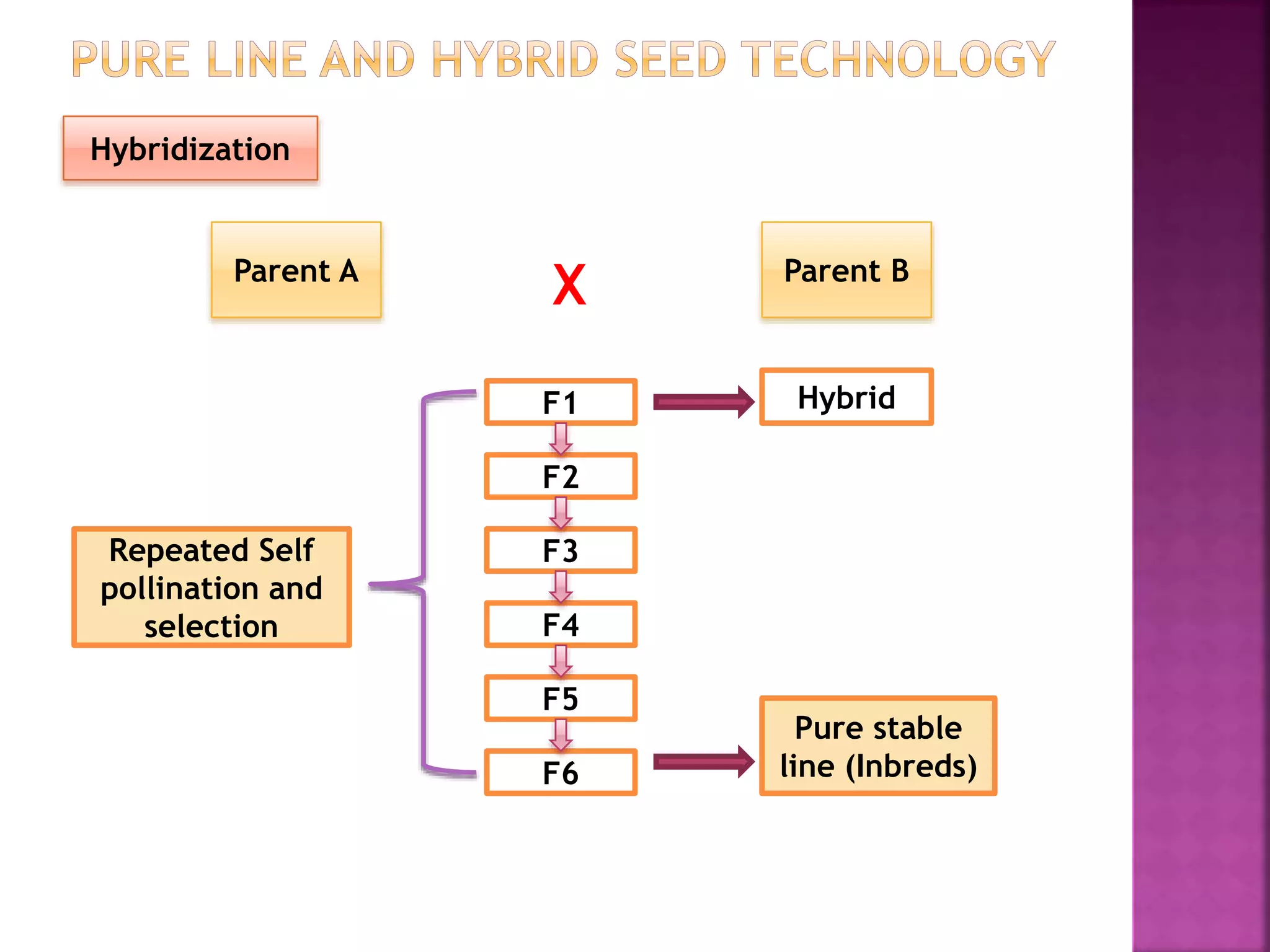 Parent BParent A
Hybrid
Pure stable
line (Inbreds)
Repeated Self
pollination and
selection
Hybridization
F6
F5
F4
F3
F2
F1
X
 