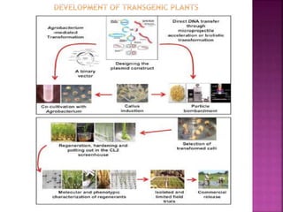Conventional and non conventional methods of crop improvement | PPTX