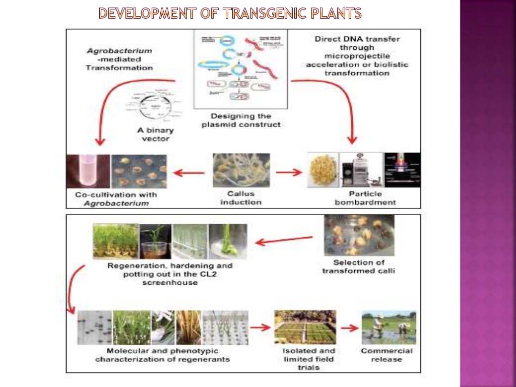 Conventional and non conventional methods of crop improvement