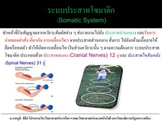 ระบบประสาทโซมาติก
(Somatic System)
ทาหน้าที่รับสัญญาณจากอวัยวะสัมผัสต่าง ๆ ส่งรายงานไปยัง ประสาทส่วนกลาง และรับการ
ถ่ายทอดคาสั่ง เกี่ยวกับ การเคลื่อนไหว จากประสาทส่วนกลาง สั่งการ ไปยังกล้ามเนื้อลายให้
ยืดหรือหดตัว ทาให้เกิดการเคลื่อนไหวในส่วนอวัยวะนั้น ๆ ตามความต้องการ ระบบประสาท
โซมาติก ประกอบด้วย ประสาทสมอง (Cranial Nerves) 12 คู่ และ ประสาทไขสันหลัง
(Spinal Nerves) 31 คู่
อ.ภาคภูมิ พิลึก โปรแกรมวิชาวิทยาศาสตร์การกีฬาฯ คณะวิทยาศาสตร์และเทคโนโลยี มหาวิทยาลัยราชภัฏนครราชสีมา
 