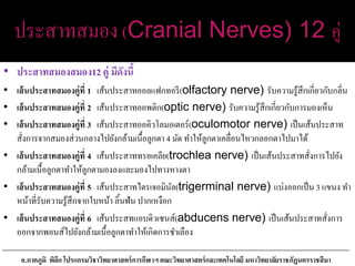 ประสาทสมอง (Cranial Nerves) 12 คู่
• ประสาทสมองสมอง12 คู่ มีดังนี้
• เส้นประสาทสมองคู่ที่ 1 เส้นประสาทออลแฟกทอรี(olfactory nerve) รับความรู้สึกเกี่ยวกับกลิ่น
• เส้นประสาทสมองคู่ที่ 2 เส้นประสาทออพติก(optic nerve) รับความรู้สึกเกี่ยวกับการมองเห็น
• เส้นประสาทสมองคู่ที่ 3 เส้นประสาทออคิวโลมอเตอร์(oculomotor nerve) เป็นเส้นประสาท
สั่งการจากสมองส่วนกลางไปยังกล้ามเนื้อลูกตา 4 มัด ทาให้ลูกตาเคลื่อนไหวกลอกตาไปมาได้
• เส้นประสาทสมองคู่ที่ 4 เส้นประสาททรอเคลีย(trochlea nerve) เป็นเส้นประสาทสั่งการไปยัง
กล้ามเนื้อลูกตาทาให้ลูกตามองลงและมองไปทางหางตา
• เส้นประสาทสมองคู่ที่ 5 เส้นประสาทไตรเจอมินัล(trigerminal nerve) แบ่งออกเป็น 3 แขนง ทา
หน้าที่รับความรู้สึกจากใบหน้า ลิ้นฟัน ปากเหงือก
• เส้นประสาทสมองคู่ที่ 6 เส้นประสทแอบดิวเซนส์(abducens nerve) เป็นเส้นประสาทสั่งการ
ออกจากพอนส์ไปยังกล้ามเนื้อลูกตาทาให้เกิดการชาเลือง
อ.ภาคภูมิ พิลึก โปรแกรมวิชาวิทยาศาสตร์การกีฬาฯ คณะวิทยาศาสตร์และเทคโนโลยี มหาวิทยาลัยราชภัฏนครราชสีมา
 