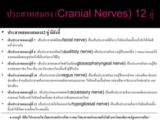 ประสาทสมอง (Cranial Nerves) 12 คู่
• ประสาทสมองสมอง12 คู่ มีดังนี้
• เส้นประสาทสมองคู่ที่ 7 เส้นประสาทเฟเชียล(facial nerve) เป็นเส้นประสาทที่สั่งการไปยังกล้ามเนื้อหน้าทาให้เกิดสี
หน้าต่างๆกัน
• เส้นประสาทสมองคู่ที่ 8 เส้นประสาทออดิทอรี(auditoty nerve) เส้นประสาทรับความรู้สึกแยกเป็น 2 แขนง แขนงหนึ่ง
จากคอเคลียของหูทาหน้าที่เกี่ยวกับการได้ยิน
• เส้นประสาทสมองคู่ที่ 9 เส้นประสาทกลอสโซฟารินเจียล(glossopharyngeal nerve) เป็นประสาทรับความรู้สึก
จากช่องคอ เช่น ร้อน เย็น และรับรสจากโคนลิ้นเข้าสู่ซีรีบรัม
• เส้นประสาทสมองคู่ที่ 10 เส้นประสาทเวกัส(vegus nerve) เป็นเส้นประสาทรับความรู้สึกจากลาคอ กล่องเสียง ช่องอก
ช่องท้อง ส่วนเล้นประสาทสั่งการจะออกจากเมดัลลาออบลองกาตา ไปยังกล้ามเนื้อลาคอ กล่องเสียง อวัยวะภายในช่องปาก และ
ช่องท้อง
• เส้นประสาทสมองคู่ที่ 11 เส้นประสาทแอกเซสซอรี(accessory nerve) เป็นเส้นประสาทสั่งการจากเมดัลลาออบลอง
กาตาและไขสันหลังไปยังกล้ามเนื้อคอ ช่วยในการเอียงคอและยกไหล่
• เส้นประสาทสมองคู่ที่ 12 เส้นประสาทไฮโพกลอสวัล(hypoglossal nerve) เป็นเส้นประสาทสั่งการไปยังกล้ามเนื้อ
ลิ้นทาให้เกิดการเคลื่อนไหวของลิ้น
อ.ภาคภูมิ พิลึก โปรแกรมวิชาวิทยาศาสตร์การกีฬาฯ คณะวิทยาศาสตร์และเทคโนโลยี มหาวิทยาลัยราชภัฏนครราชสีมา
 