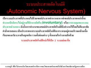 ระบบประสาทอัตโนมัติ
(Autonomic Nervous System)
เป็นระบบประสาทที่ประกอบไปด้วยเซลล์ประสาทจานวนมาก แต่เซลล์ประสาทเหล่านี้จะ
ทางานเป็นอิสระไม่อยู่ภายใต้อานาจจิตใจ (involuntary) หรือการควบคุมของระบบ
ประสาทส่วนกลาง ดังนั้นการทางานของเซลล์ประสาทอัตโนมัติจึงทางานได้โดยไม่ต้องอาศัย
คาสั่งจากสมอง เส้นประสาทจากระบบประสาทอัตโนมัติจะกระจายอยู่ตามบริเวณกล้ามเนื้อ
เรียบของอวัยวะภายในทุกชนิด รวมทั้งต่อมต่าง ๆ ทั้งหลายในร่างกายอีกด้วย
ระบบประสาทอัตโนมัติแบ่งได้เป็น 2 ระบบย่อย คือ
อ.ภาคภูมิ พิลึก โปรแกรมวิชาวิทยาศาสตร์การกีฬาฯ คณะวิทยาศาสตร์และเทคโนโลยี มหาวิทยาลัยราชภัฏนครราชสีมา
 
