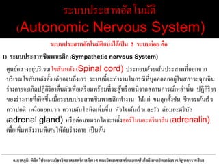ระบบประสาทอัตโนมัติ
(Autonomic Nervous System)
ระบบประสาทอัตโนมัติแบ่งได้เป็น 2 ระบบย่อย คือ
1) ระบบประสาทซิมพาเธติก(Sympathetic nervous System)
ศูนย์กลางอยู่บริเวณไขสันหลัง (Spinal cord) ประกอบด้วยเส้นประสาทที่ออกจาก
บริเวณไขสันหลังตั้งแต่อกจนถึงเอว ระบบนี้จะทางานในกรณีที่บุคคลตกอยู่ในสภาวะฉุกเฉิน
ร่างกายจะเกิดปฏิกิริยาตื่นตัวเพื่อเตรียมพร้อมที่จะสู้หรือหนีจากสถานการณ์เหล่านั้น ปฏิกิริยา
ของร่างกายที่เกิดขึ้นเมื่อระบบประสาทซิมพาเธติกทางาน ได้แก่ ขนลุกตั้งชัน ชีพจรเต้นเร็ว
กว่าปกติ เหงื่อออกมาก ความดันโลหิตเพิ่มขึ้น หัวใจเต้นเร็วและรัว ต่อมอะดรีนัล
(adrenal gland) หรือต่อมหมวกไตจะหลั่งฮอร์โมนอะดรีนาลีน (adrenalin)
เพื่อเพิ่มพลังงานพิเศษให้กับร่างกาย เป็นต้น
อ.ภาคภูมิ พิลึก โปรแกรมวิชาวิทยาศาสตร์การกีฬาฯ คณะวิทยาศาสตร์และเทคโนโลยี มหาวิทยาลัยราชภัฏนครราชสีมา
 