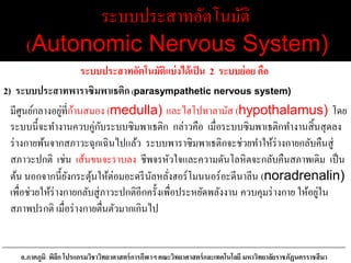 ระบบประสาทอัตโนมัติ
(Autonomic Nervous System)
ระบบประสาทอัตโนมัติแบ่งได้เป็น 2 ระบบย่อย คือ
2) ระบบประสาทพาราซิมพาเธติก (parasympathetic nervous system)
มีศูนย์กลางอยู่ที่ก้านสมอง (medulla) และไฮโปทาลามัส (hypothalamus) โดย
ระบบนี้จะทางานควบคู่กับระบบซิมพาเธติก กล่าวคือ เมื่อระบบซิมพาเธติกทางานสิ้นสุดลง
ร่างกายพ้นจากสภาวะฉุกเฉินไปแล้ว ระบบพาราซิมพาเธติกจะช่วยทาให้ร่างกายกลับคืนสู่
สภาวะปกติ เช่น เส้นขนจะราบลง ชีพจรหัวใจและความดันโลหิตจะกลับคืนสภาพเดิม เป็น
ต้น นอกจากนี้ยังกระตุ้นให้ต่อมอะดรีนัลหลั่งฮอร์โมนนอร์อะดีนาลีน (noradrenalin)
เพื่อช่วยให้ร่างกายกลับสู่ภาวะปกติอีกครั้งเพื่อประหยัดพลังงาน ควบคุมร่างกาย ให้อยู่ใน
สภาพปรกติ เมื่อร่างกายตื่นตัวมากเกินไป
อ.ภาคภูมิ พิลึก โปรแกรมวิชาวิทยาศาสตร์การกีฬาฯ คณะวิทยาศาสตร์และเทคโนโลยี มหาวิทยาลัยราชภัฏนครราชสีมา
 
