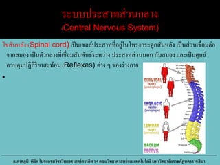 ระบบประสาทส่วนกลาง
(Central Nervous System)
ไขสันหลัง (Spinal cord) เป็นเซลล์ประสาทที่อยู่ในโพรงกระดูกสันหลัง เป็นส่วนเชื่อมต่อ
จากสมอง เป็นตัวกลางที่เชื่อมสัมพันธ์ระหว่าง ประสาทส่วนนอก กับสมอง และเป็นศูนย์
ควบคุมปฏิกิริยาสะท้อน (Reflexes) ต่าง ๆ ของร่างกาย
•
อ.ภาคภูมิ พิลึก โปรแกรมวิชาวิทยาศาสตร์การกีฬาฯ คณะวิทยาศาสตร์และเทคโนโลยี มหาวิทยาลัยราชภัฏนครราชสีมา
 