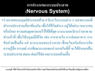 การทางานของระบบประสาท
(Nervous System)
-ร่างกายของมนุษย์ประกอบด้วย อวัยวะในระบบต่าง ๆ หลายระบบที่
ทางานประสานเกี่ยวข้องกัน เพื่อให้ชีวิตดารง อยู่ได้อย่าง เหมาะสม
หรือรักษา ความสมดุลทางกายไว้ให้ดีที่สุด บางระบบอวัยวะร่างกาย จะ
ทาหน้าที่ เพื่อให้มนุษย์มีชีวิต เช่น การหายใจ การย่อยอาหาร การ
ขับถ่ายเป็นต้น แต่ บางระบบของร่างกาย เชื่อมโยงกับกับการคิด
ความรู้สึก อารมณ์ การศึกษาระบบของร่างกายในที่นี้ จะได้จาแนกเป็น
ระบบประสาท สมอง ต่อมไร้ท่อ และระบบกล้ามเนื้อ
อ.ภาคภูมิ พิลึก โปรแกรมวิชาวิทยาศาสตร์การกีฬาฯ คณะวิทยาศาสตร์และเทคโนโลยี มหาวิทยาลัยราชภัฏนครราชสีมา
 