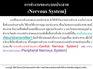 การทางานของระบบประสาท
(Nervous System)
การศึกษาการทางานของระบบประสาท ทาให้เข้าใจระบบการทางาน ภายในร่างกาย
ซึ่งทางานประสานกัน ได้ภายใต้การควบคุม และประสาน เชื่อมโยงของระบบประสาท เซลล์
ประสาท จานวนเป็นพันล้านเซลล์ที่กระจาย อยู่ตามอวัยวะต่าง ๆ และในสมองของมนุษย์จะ
ทางานโดยส่ง กระแสประสาทและสารเคมีเพื่อสื่อสารถึงกัน สารเคมีนี้เป็น สารสื่อประสาท
(Neurotransmitter) มีหน้าที่ถ่ายทอดคาสั่งระหว่างจุดเชื่อม ต่อประสาท เพื่อให้
อวัยวะที่เกี่ยวข้องทางาน หรือหยุดการทางาน การทางานของระบบประสาทแบ่งออกเป็น 2
ระบบ คือ ระบบประสาทส่วนกลาง (Central Nervous System) และ ระบบ
ประสาทส่วนนอก (Peripheral Nervous System)
อ.ภาคภูมิ พิลึก โปรแกรมวิชาวิทยาศาสตร์การกีฬาฯ คณะวิทยาศาสตร์และเทคโนโลยี มหาวิทยาลัยราชภัฏนครราชสีมา
 
