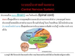 ระบบประสาทส่วนกลาง
(Central Nervous System)
ประกอบด้วย สมอง (Brain) และไขสันหลัง (Spinal cord)
สมอง เป็นศูนย์สั่งการ ควบคุมพฤติกรรมและประสานการกระทาต่าง ๆ ของมนุษย์สมอง
ประกอบด้วยเซลล์ประสาทจานวนมาก ที่รวมตัวกันอยู่ ในกะโหลกศีรษะ มีน้าหนักประมาณ
2% ของน้าหนักร่างกาย เป็นศูนย์กลางการประมวลผลการสัมผัส การรับรู้ การคิด การจา การ
เข้าใจ
อ.ภาคภูมิ พิลึก โปรแกรมวิชาวิทยาศาสตร์การกีฬาฯ คณะวิทยาศาสตร์และเทคโนโลยี มหาวิทยาลัยราชภัฏนครราชสีมา
 