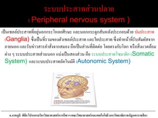 ระบบประสาทส่วนปลาย
( Peripheral nervous system )
เป็นเซลล์ประสาทที่อยู่นอกกระโหลกศีรษะ และนอกกระดูกสันหลังประกอบด้วย ปมประสาท
(Ganglia) ซึ่งเป็นที่รวมของตัวเซลล์ประสาท และใยประสาท ซึ่งทาหน้าที่รับสัมผัสจาก
ภายนอก และรับข่าวสารคาสั่งจากสมอง ถือเป็นส่วนที่ติดต่อ โดยตรงกับโลก หรือสิ่งแวดล้อม
ต่าง ๆ ระบบประสาทส่วนนอก แบ่งเป็นสองส่วน คือ ระบบประสาทโซมาติก (Somatic
System) และระบบประสาทอัตโนมัติ (Autonomic System)
อ.ภาคภูมิ พิลึก โปรแกรมวิชาวิทยาศาสตร์การกีฬาฯ คณะวิทยาศาสตร์และเทคโนโลยี มหาวิทยาลัยราชภัฏนครราชสีมา
 