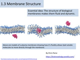 By Chris Paine
https://bioknowledgy.weebly.com/
1.3 Membrane Structure
Essential idea: The structure of biological
membranes makes them fluid and dynamic.
Above are models of a plasma membrane showing how it's fluidity allows lipid soluble
molecules to move directly through the membrane.
By Chris Paine
https://bioknowledgy.weebly.com/
http://www.europhysicsnews.org/doc_journal/images/epn/hl/435/Sommer.jpg
 