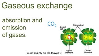 CO2
Gaseous exchange
absorption and
emission
of gases. O2
Found mainly on the leaves
 