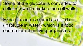 Some of the glucose is converted to
cellulose which makes the cell walls.
Extra glucose is stored as starch
(insoluble in water) which is a food
source for other living organisms.
 