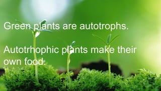 Green plants are autotrophs.
Autotrhophic plants make their
own food.
 