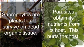 Saprophytes are
plants that
survive on dead
organic tissue.
Parasites
obtain its
nutrients from
its host. This
hurts the host.
 
